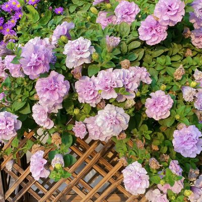 矮牵牛伊丽莎白冰淡紫庭院易爆花