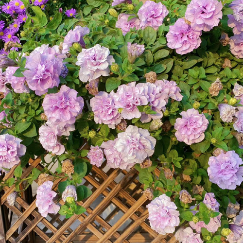 矮牵牛伊丽莎白冰淡紫庭院易爆花