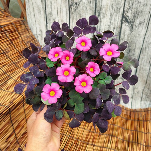 幸运草阳台四季多年生观花植物