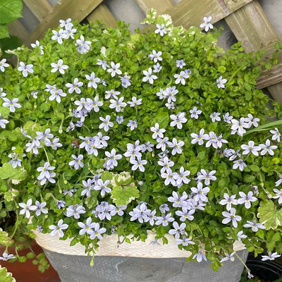 新西兰半边莲盆栽花苗耐热耐寒