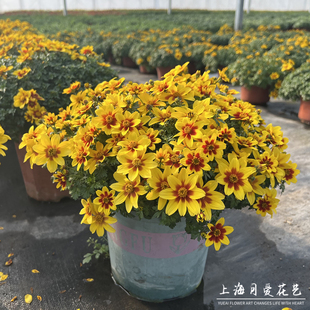鬼针草盆栽花苗室内阳台四季开花卉带花苞发货室外耐寒好养植物花