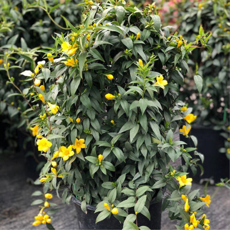 法国香水藤 爬藤植物 盆栽苗香水茉莉耐寒带土发货秋冬开花包成活