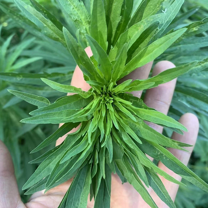 小飞蓬菜春季头茬新鲜整颗现挖中药材野葵花现发飞蓬菜500g装包邮