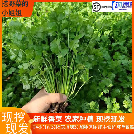 香菜新鲜当季芫荽山东铁杆香菜农家自种当季蔬菜现挖现发500g包邮