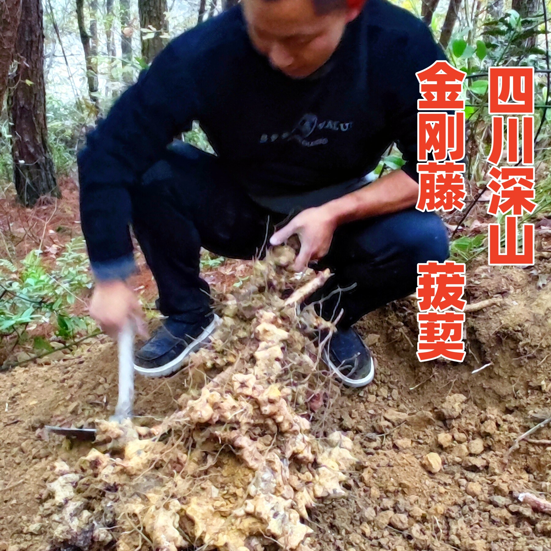 四川野生金刚藤刺菝葜根铁菱角乌鱼刺山归来马甲头中药材新鲜干货