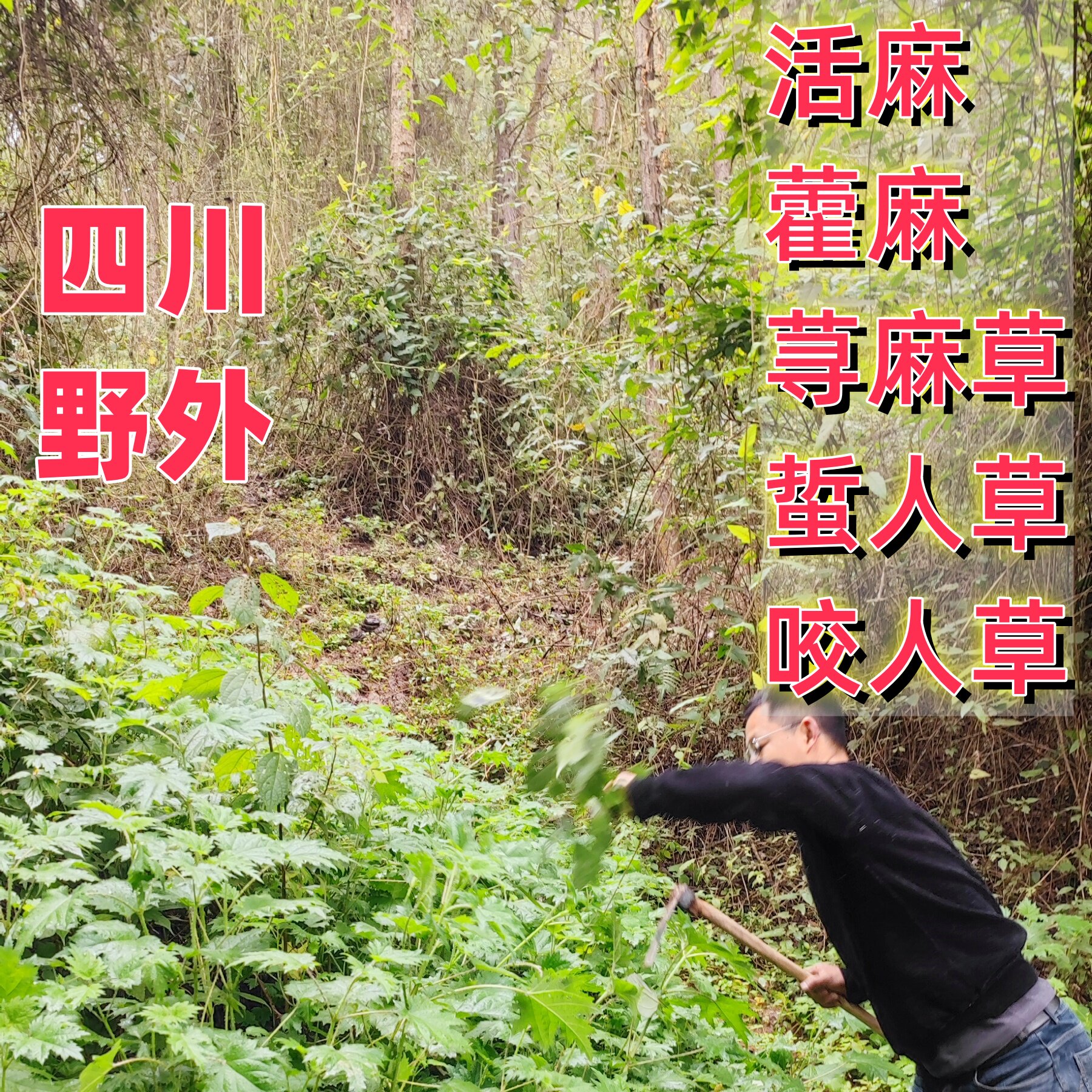 四川野外原生荨麻草藿麻活麻寻麻叶苎麻咬人草根火麻蝎子草中药材
