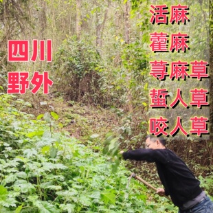 四川野外原生荨麻草藿麻活麻寻麻叶苎麻咬人草根火麻蝎子草中药材
