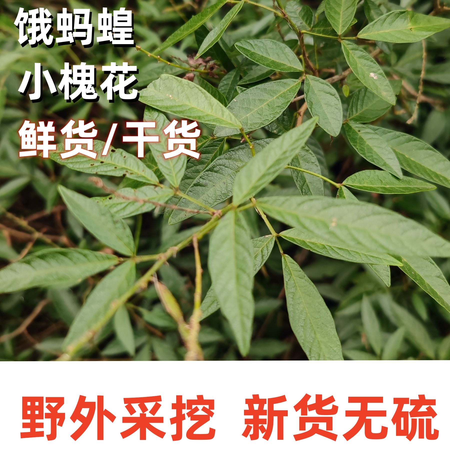 四川野外新鲜干品小槐花山饿蚂蝗清酒缸小儿疳积新货拿身草中药材
