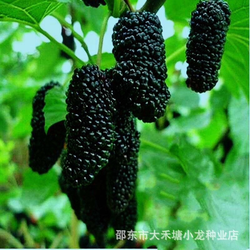 桑葚种子果桑桑葚种子桑枣树种子桑枣树种子家桑