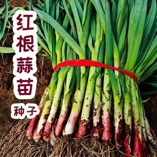 红头香蒜种子原装 硬叶蒜苗红头蒜苗生菜 彩包一件代发批发四季