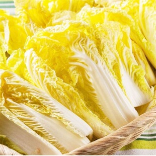 四季 播种早熟阳台庭院盆栽 娃娃菜种子蔬菜种子黄心菜籽春夏秋四季