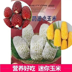 迷你型奶油白种子观赏小型水果春夏种营养价值高美观