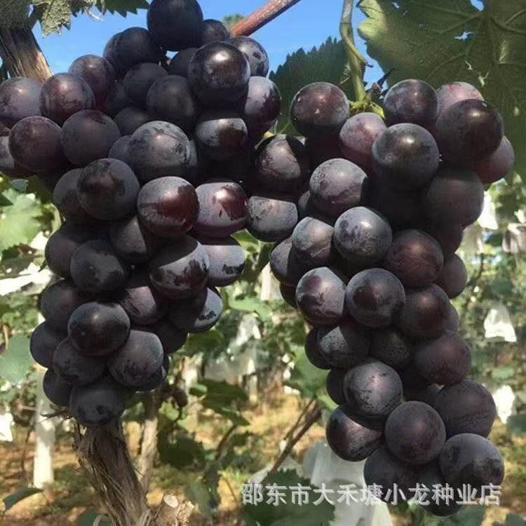 【种一颗全家吃】葡萄特大巨峰夏黑阳光红提南方果种子