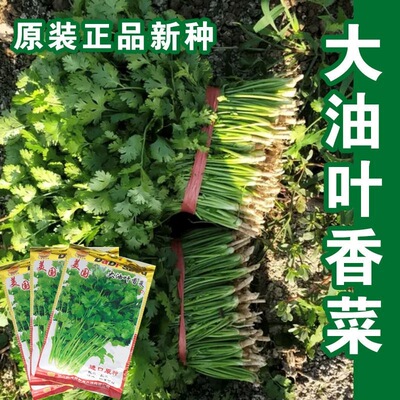 大油叶香菜种子大叶小叶芫荽四季阳台种菜食用盆栽蔬菜种籽子大