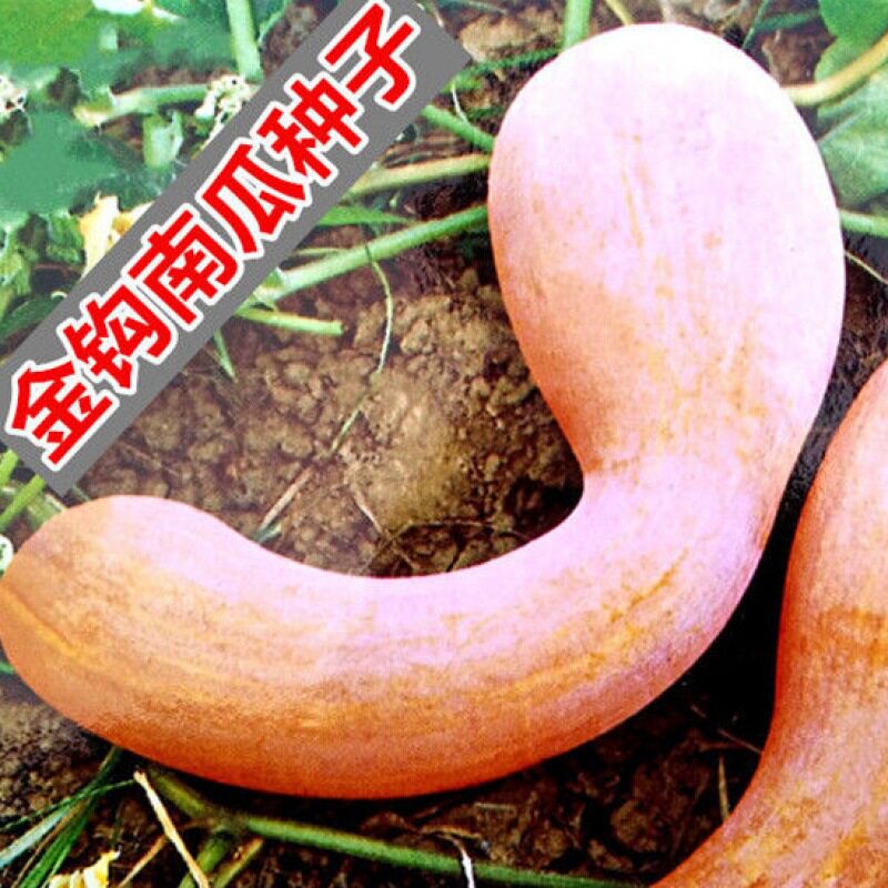 黄狼南瓜【金钩南瓜种子】超甜蜜本南瓜甜面四季播庭院阳台种球
