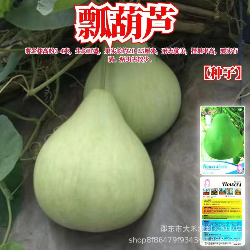 瓢葫芦种子可以做水瓢食用葫芦种子食用菜葫芦种子超大菜葫芦