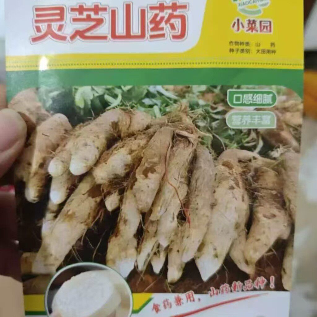 【灵芝山药种子】四季播种蔬菜种子阳台盆栽地栽小院-WL