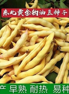 黄金钩架豆种子无筋无柴黄色早熟高产蔬菜种子黄金勾东北油豆角籽