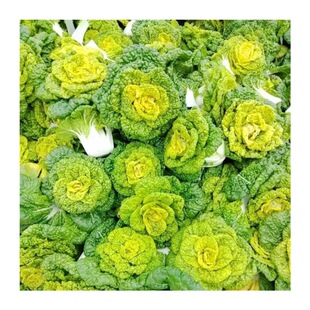 耐寒黄心菜种子正宗黄心乌塌菜菊花心菜籽种 黄心乌菜种籽秋季