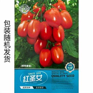 小西红柿苗千禧籽季 农家盆栽蔬菜种孑 圣女果春季 超甜番茄种子四季