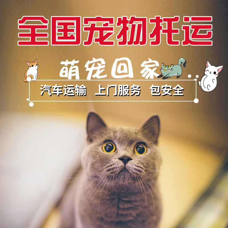 汕头东莞惠州宠物托运宠物猫狗运输上门服务送意外保险