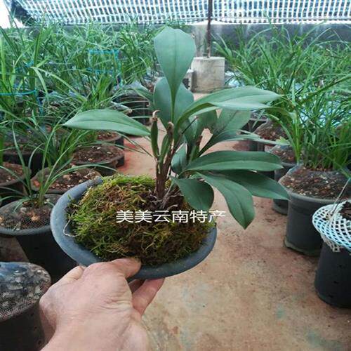 新款云南兔耳兰盆栽10苗包邮送兰花土兔儿兰阳台趣味盆栽兰草花卉