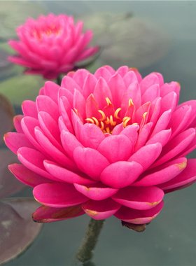 【玛丽甘】耐寒中大型睡莲粉红色多瓣大花水生植物庭院盆栽花卉