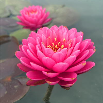 【玛丽甘】耐寒中大型睡莲粉红色多瓣大花水生植物庭院盆栽花卉