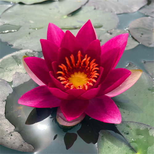 小型盆栽鱼缸大苗带花耐寒睡莲