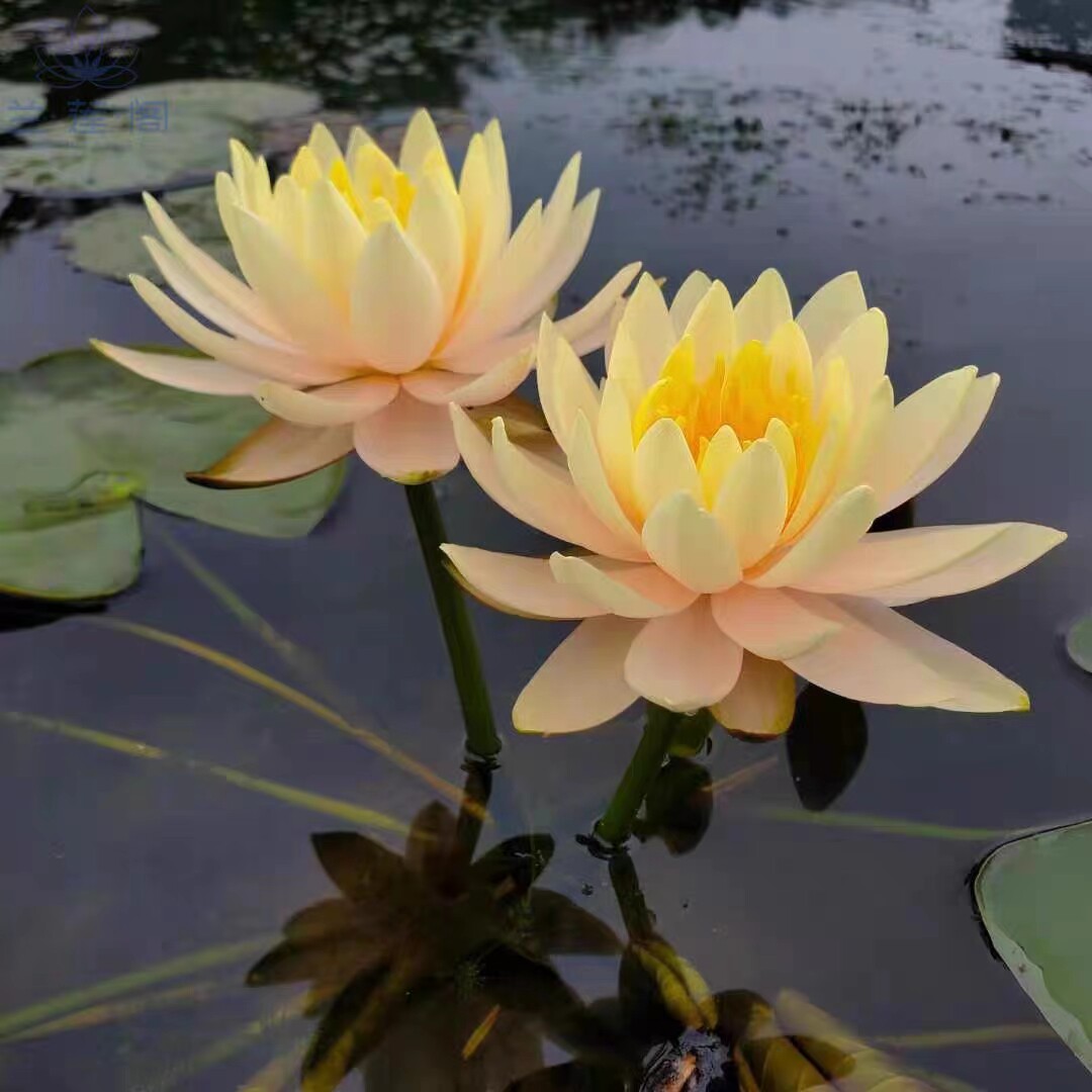 艾肯斯耐寒睡莲丰花品种盆栽水生花卉大苗水培庭院盆栽种苗带花苞