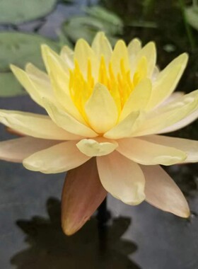 【乌汶】中大型 耐寒睡莲 橙黄色 水生花卉