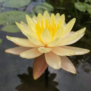 馨莲苑【乌汶】中大型 耐寒睡莲 橙黄色 水生花卉