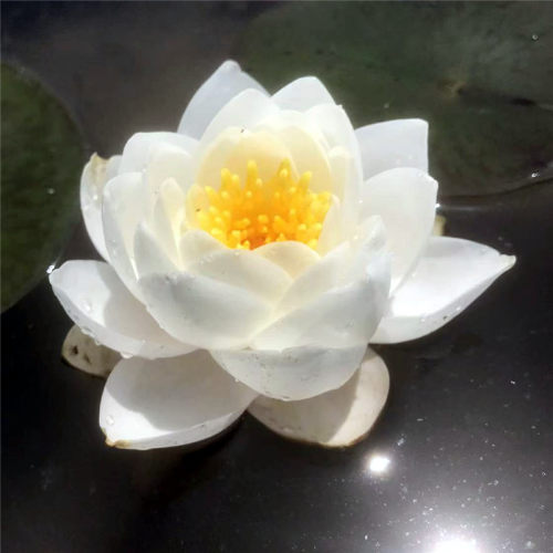 赏馨莲苑睡莲水生植物