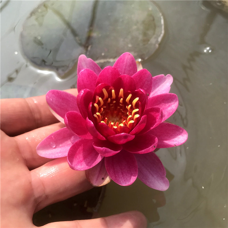 婴儿红小型睡莲品种睡莲花苗大根块微型睡莲种块含苞发货丰花
