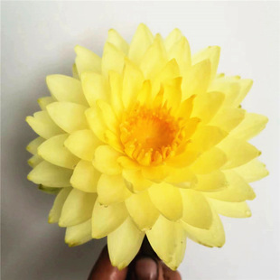 金黄色 耐寒睡莲盆栽水生花卉大型大苗水培庭院盆栽种 普拉卡