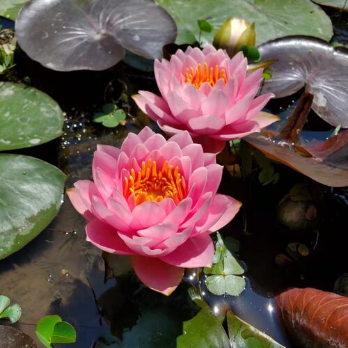 睡莲水生花卉庭院水生花卉