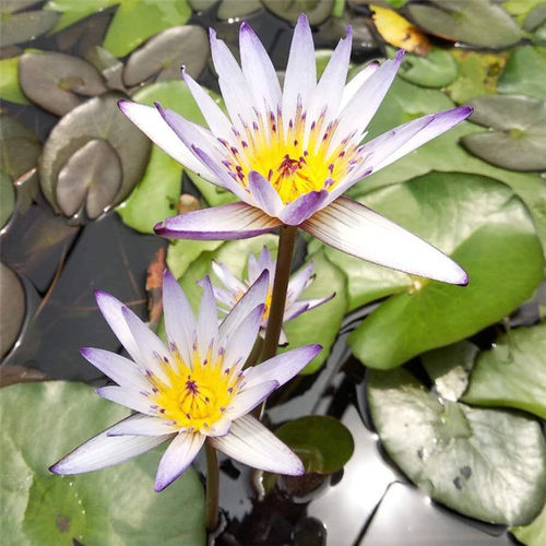 【黑美人】丰花睡莲鱼缸栽培带花苞发货庭院懒人简单好养水生绿植