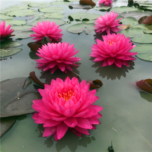 睡莲盆栽水生植物室外睡莲