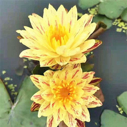 耐寒睡莲大苗庭院盆栽水生花卉