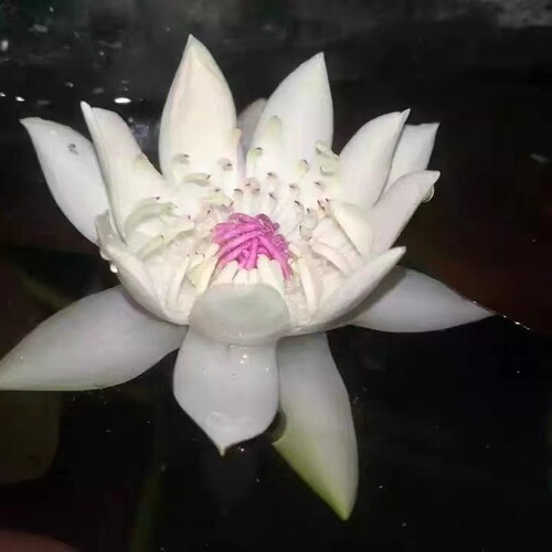 ada鱼缸睡莲夜开秘鲁带花苞