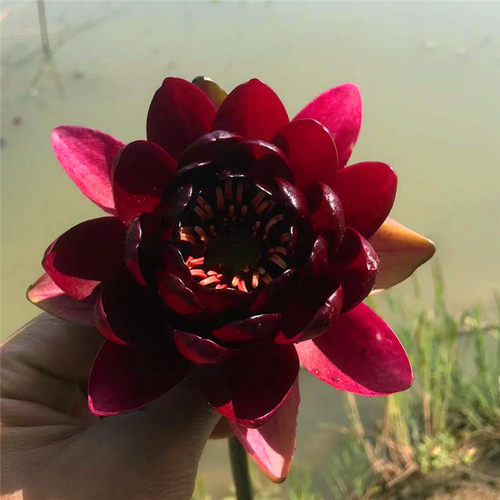 精品睡莲黑公主蜡质感极强