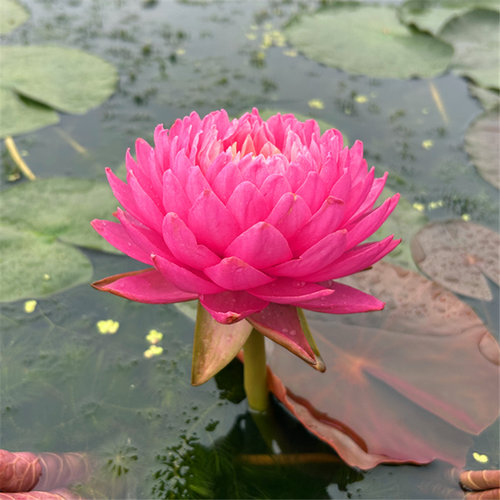 【马克尼姆】精品耐寒重瓣睡莲大花庭院别墅花园栽水生花卉植物
