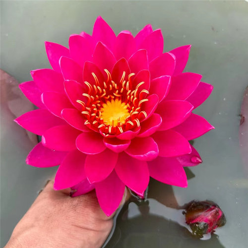 暹罗水生花卉庭院耐寒睡莲