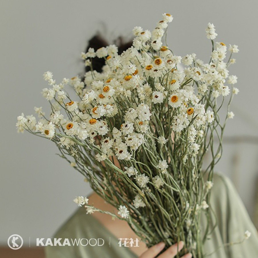 法国小白银菊搭配进口天然干花
