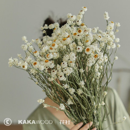 法国小蜡菊小白梅银菊天然干花花束搭配小清新迷你进口真花装饰花