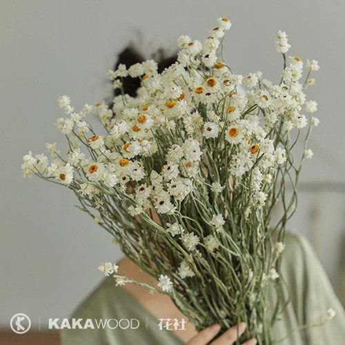 法国小白银菊搭配进口天然干花