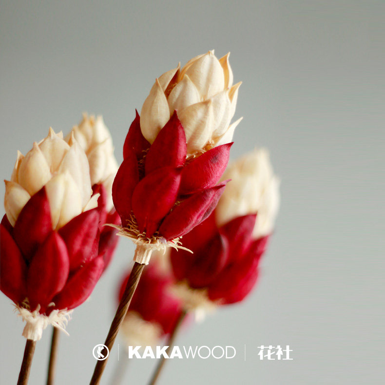 原创果壳干花家居装饰艺术散装双色木笔花真花束干支插花手工花朵