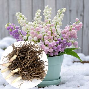 【浇水能活】铃兰浓香型花苗多年生盆栽花卉植物绿植四季开花耐寒