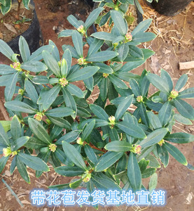 金边瑞香盆大苗老桩栽浓香型四季常青冬季开花室内外观赏净化空气