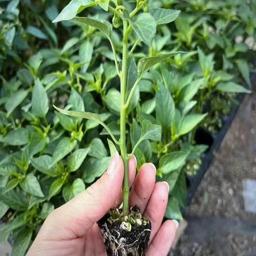 樟树港辣椒苗地栽16阳台产地发货